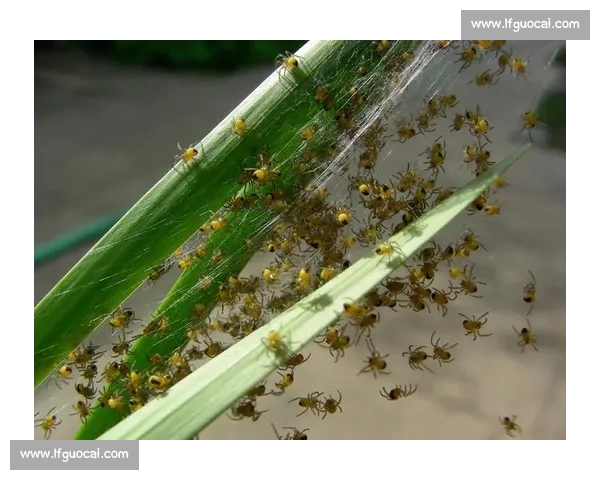 小蜘蛛的警示:世俱杯细节如丝,疏漏即失良机